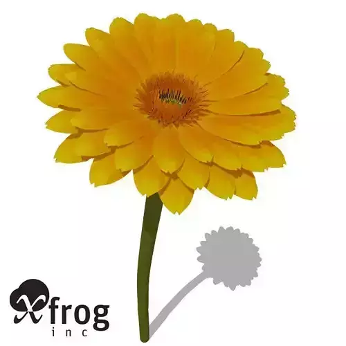 XfrogPlants Gerbera 3D model