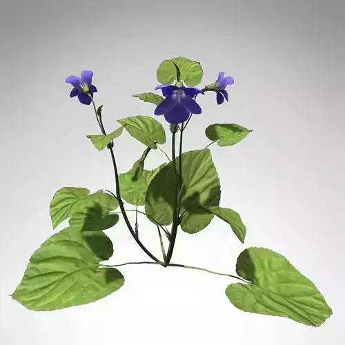 XfrogPlants Pansy 3D model