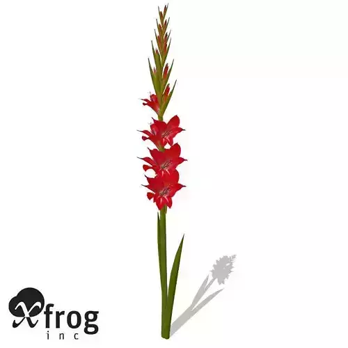 XfrogPlants Gladiolus