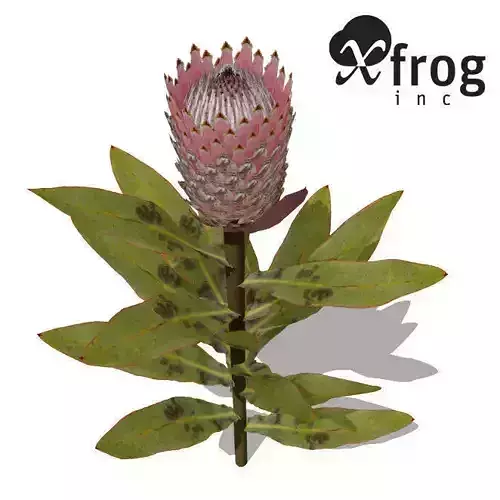 XfrogPlants King Protea