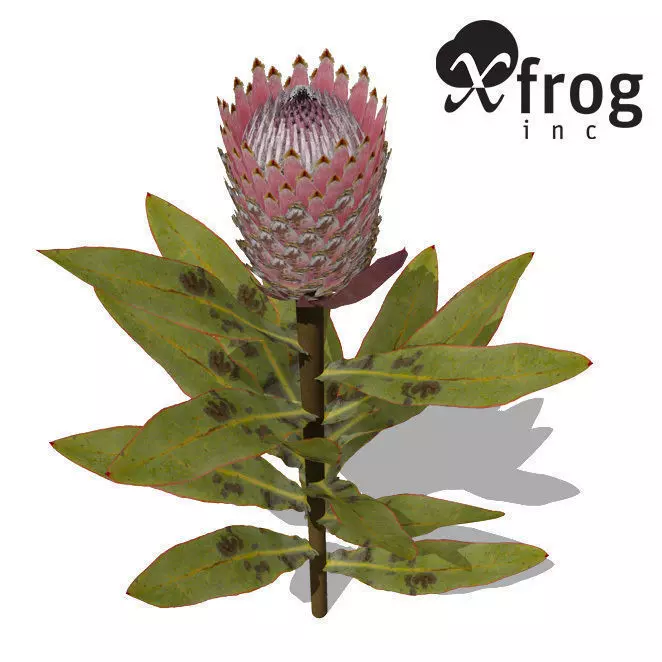 XfrogPlants King Protea 3D model