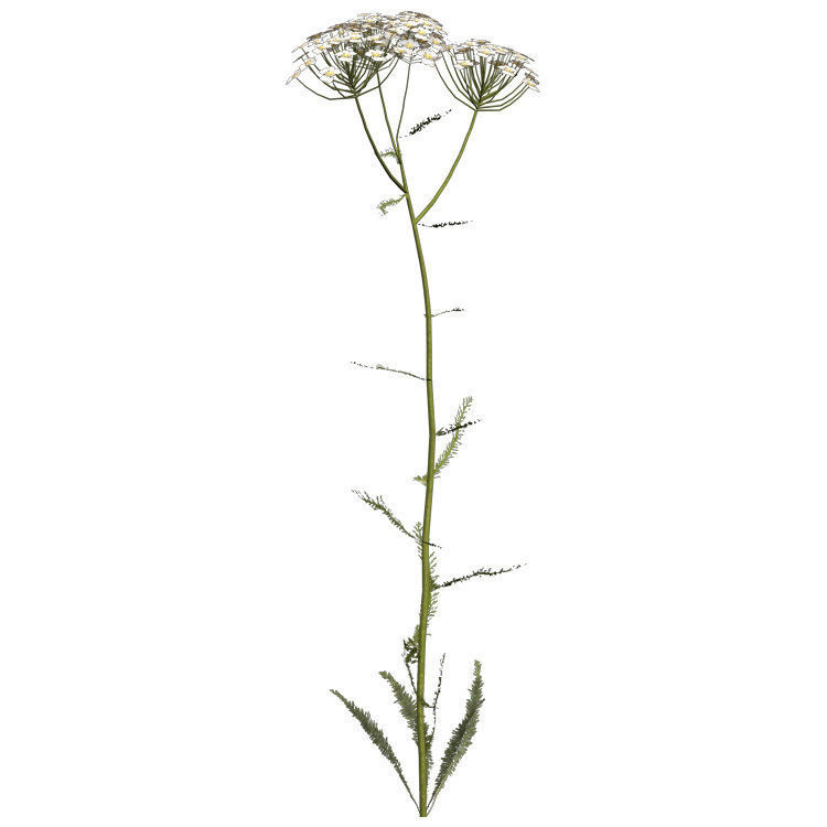 XfrogPlants Common Yarrow 3D model_3