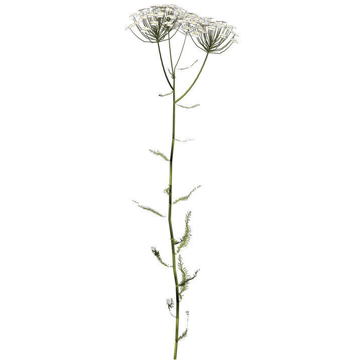 XfrogPlants Common Yarrow 3D model_2
