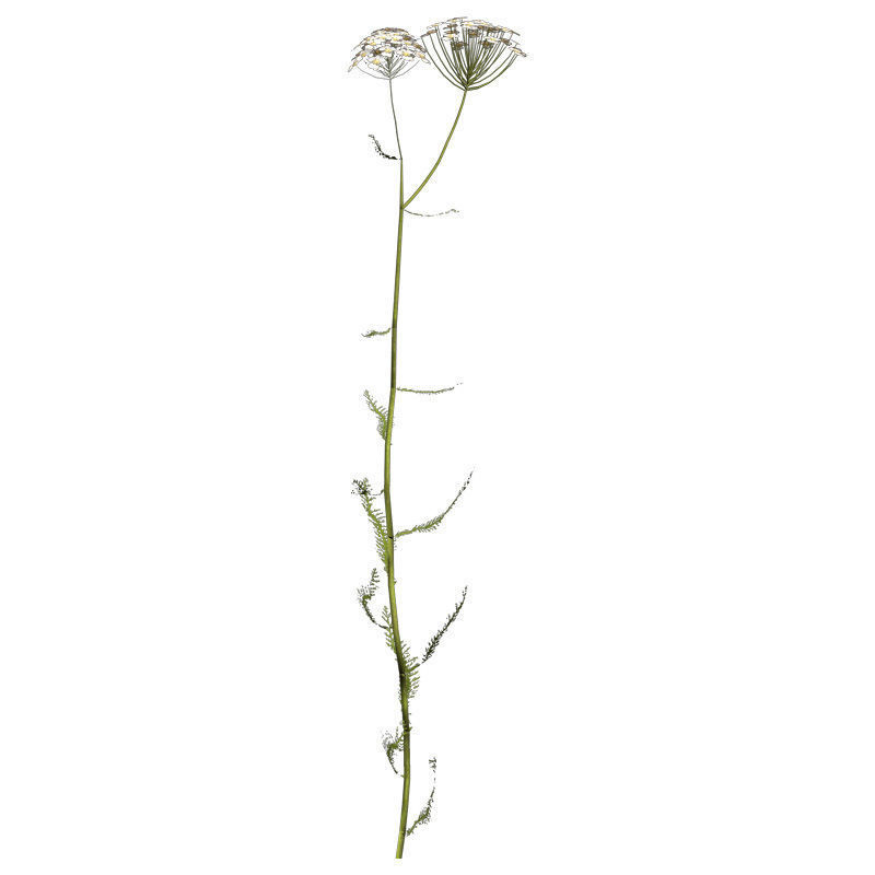 XfrogPlants Common Yarrow 3D model_1