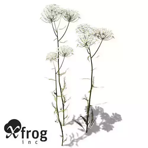 XfrogPlants Common Yarrow 3D model