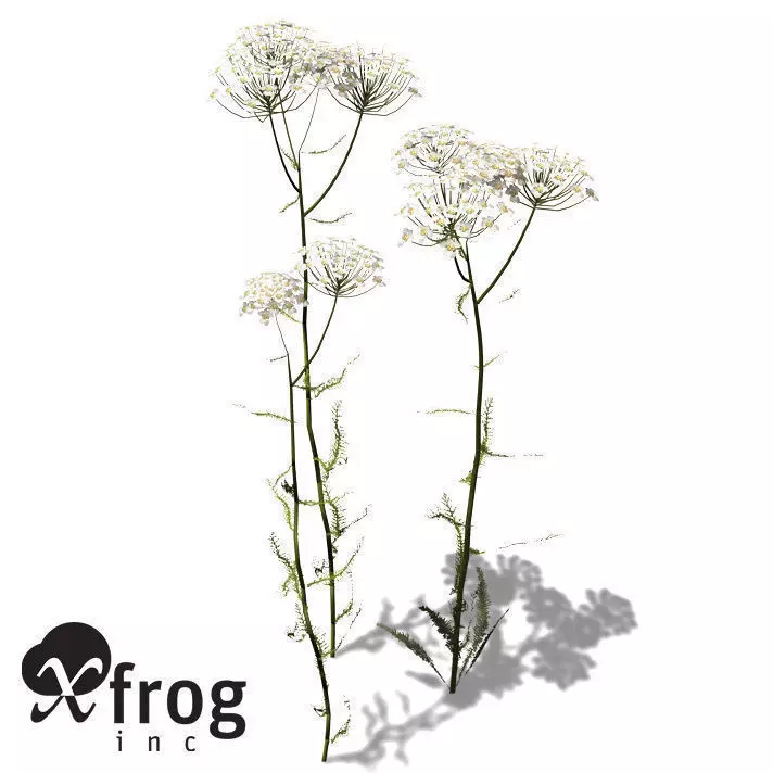 XfrogPlants Common Yarrow 3D model_0