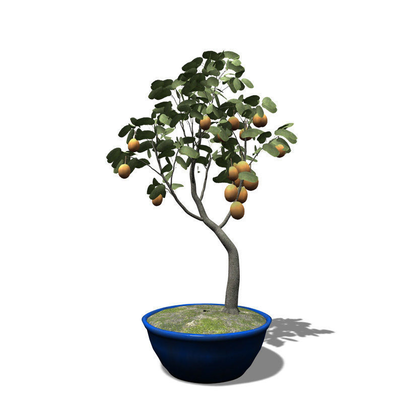 XfrogPlants Apricot tree - Bonsai 3D model_1