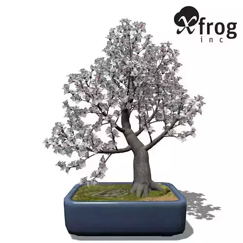 XfrogPlants Apricot tree - Bonsai