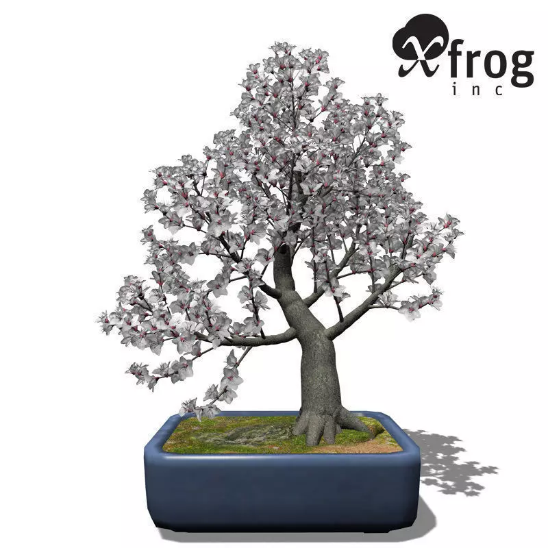 XfrogPlants Apricot tree - Bonsai 3D model_0