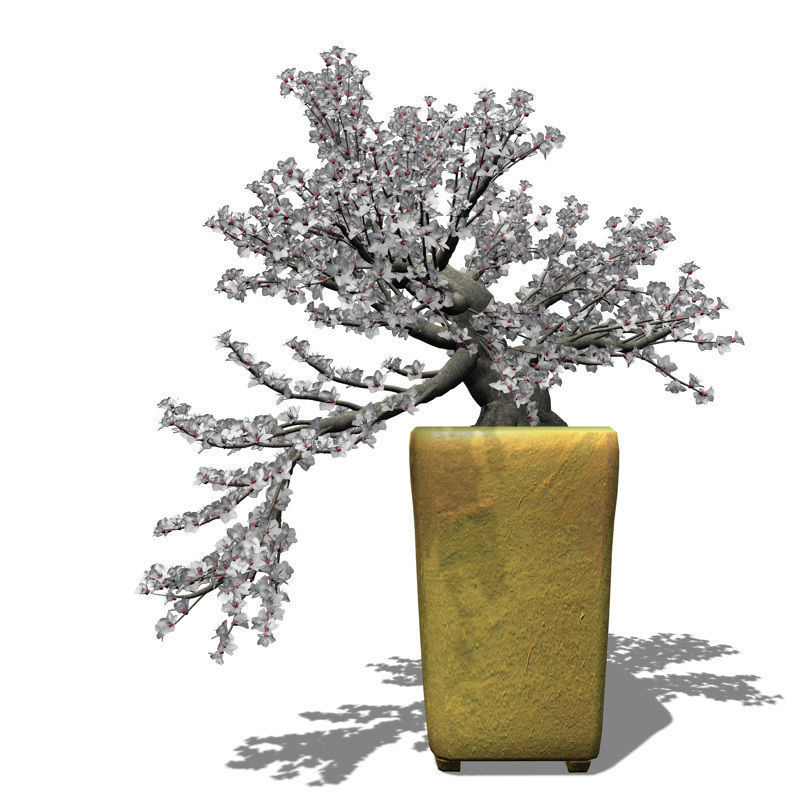 XfrogPlants Apricot tree - Bonsai 3D model_2
