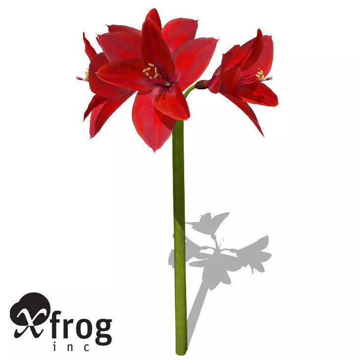 XfrogPlants Amaryllis 3D model_0