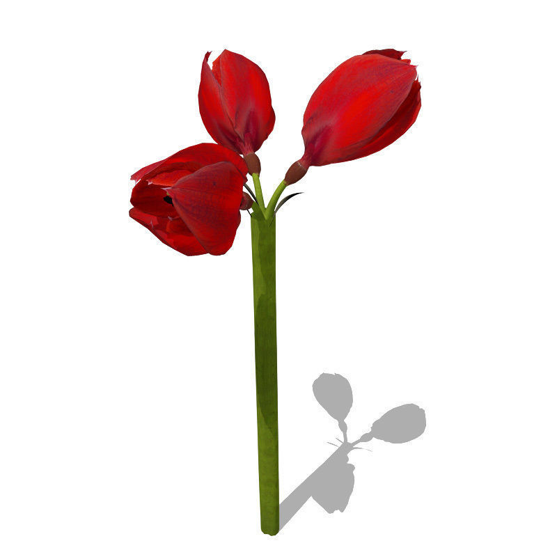 XfrogPlants Amaryllis 3D model_3