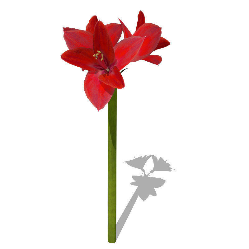 XfrogPlants Amaryllis 3D model_2