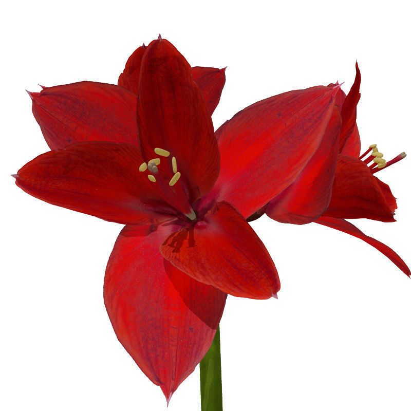 XfrogPlants Amaryllis 3D model_1