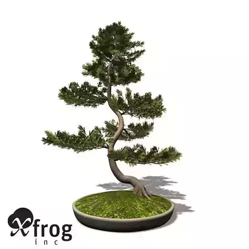 XfrogPlants Scotch Pine - Bonsai