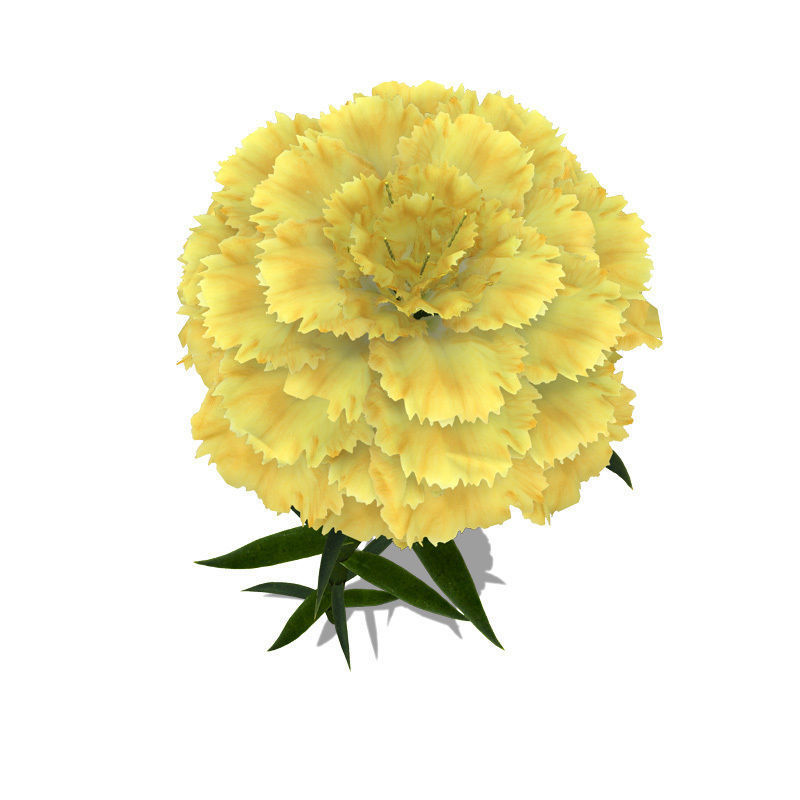 XfrogPlants Carnation 3D model_2