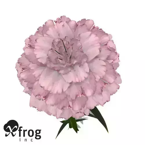 XfrogPlants Carnation 3D model