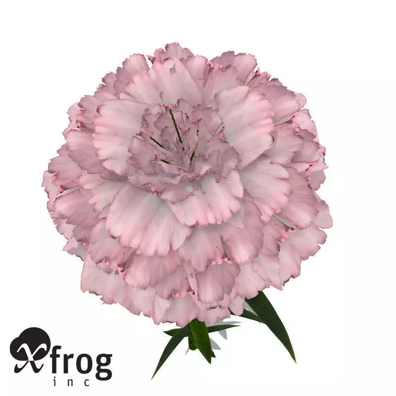 XfrogPlants Carnation 3D model_0