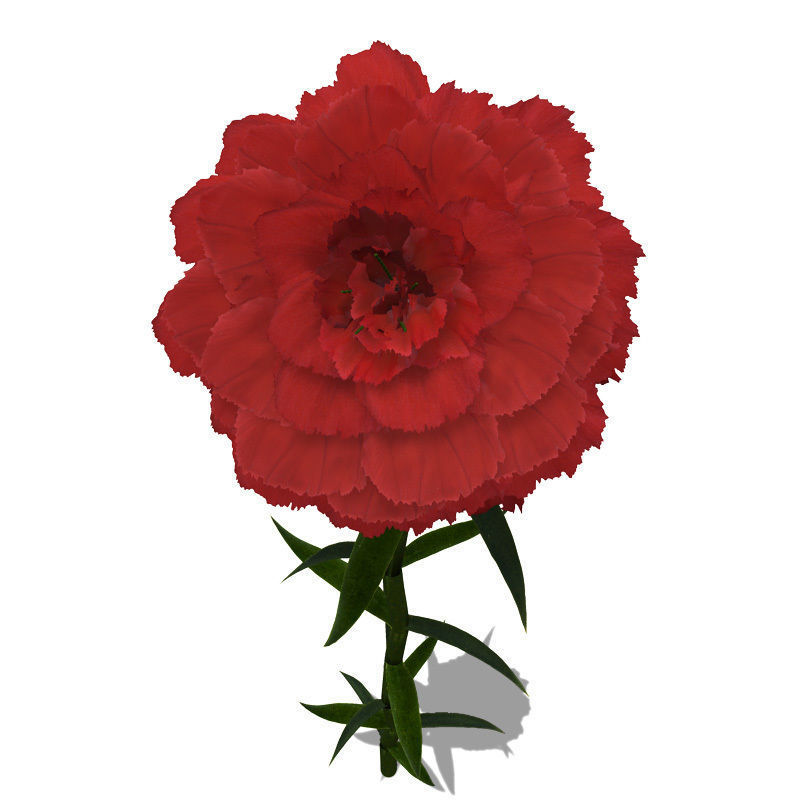 XfrogPlants Carnation 3D model_1