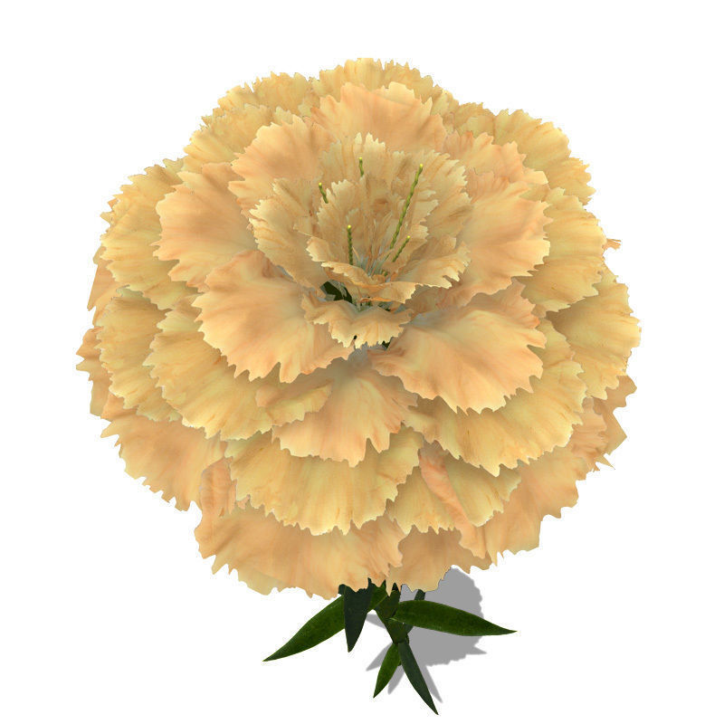 XfrogPlants Carnation 3D model_3