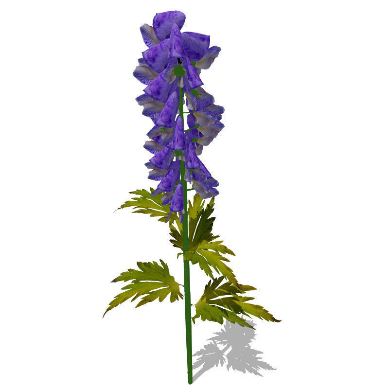 FL23 Delphinium 3D model_1