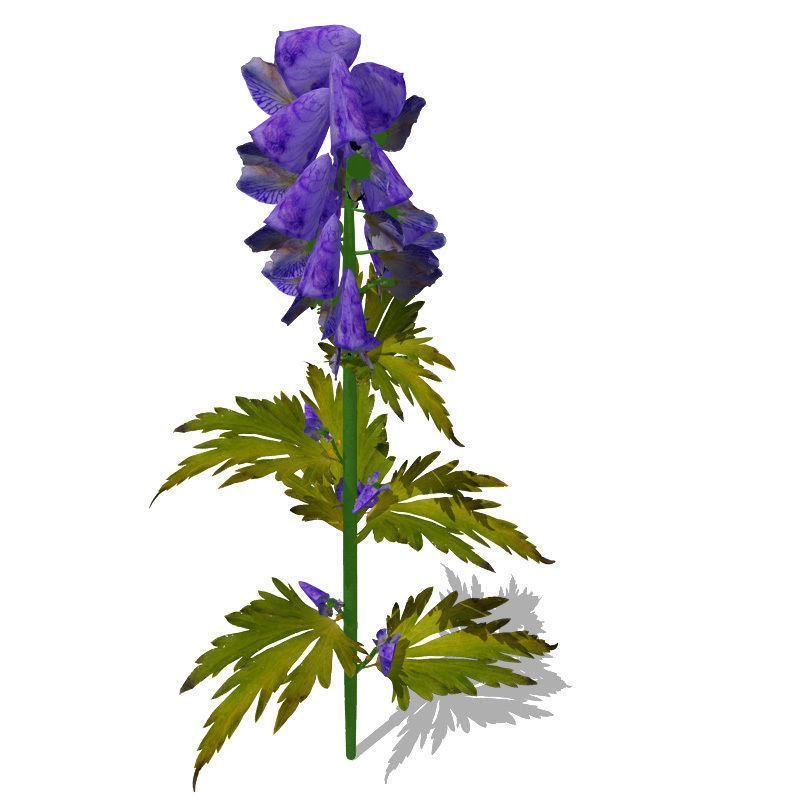 FL23 Delphinium 3D model_2