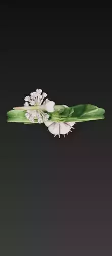Garlic Plant 3D Model 3D print model 7