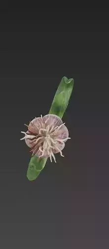 Garlic Plant 3D Model 3D print model 4