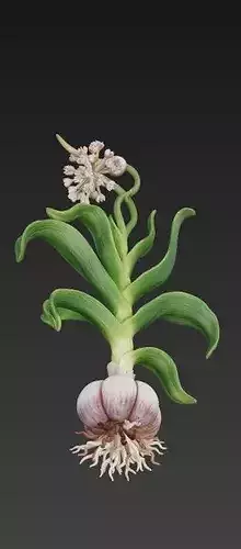Garlic Plant 3D Model 3D print model 5