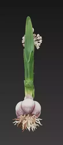 Garlic Plant 3D Model 3D print model 3