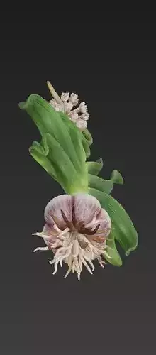 Garlic Plant 3D Model 3D print model 6