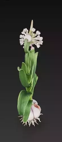 Garlic Plant 3D Model 3D print model 2