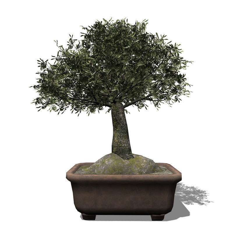 XfrogPlants Olive tree - Bonsai 3D model_1