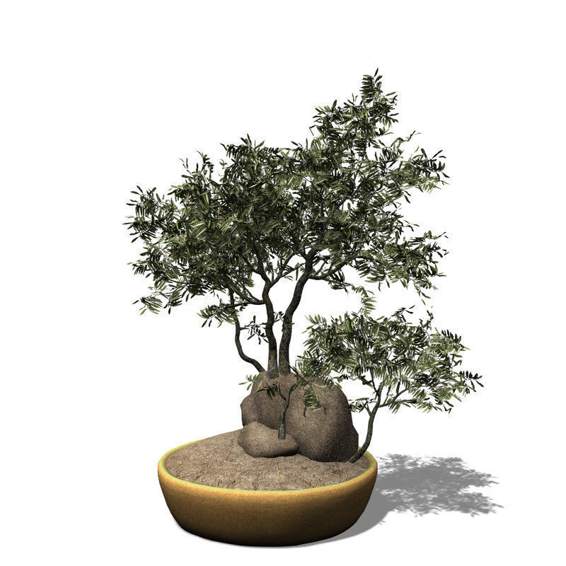 XfrogPlants Olive tree - Bonsai 3D model_2