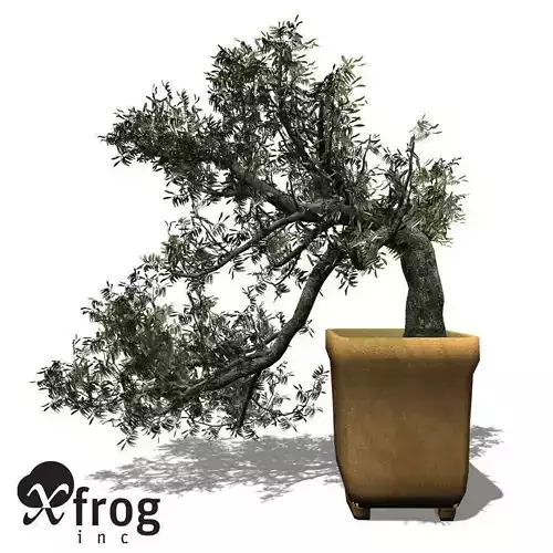 XfrogPlants Olive tree - Bonsai