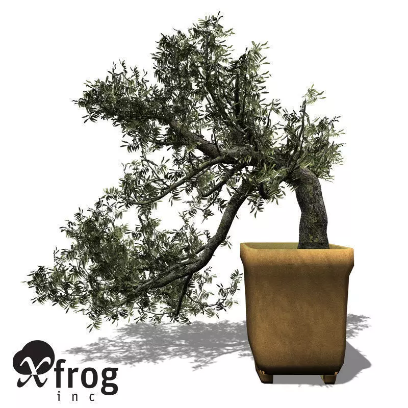 XfrogPlants Olive tree - Bonsai 3D model_0