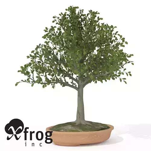 XfrogPlants European Beech - Bonsai