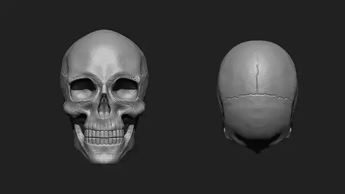 Human skull