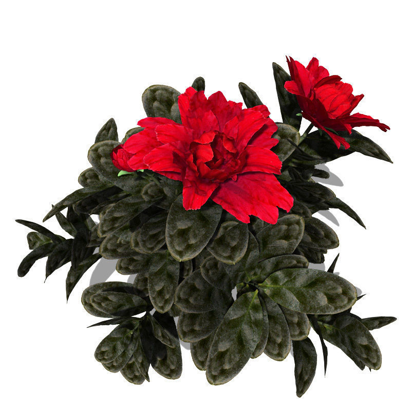 XfrogPlants Satsuki Azalea 3D model_2