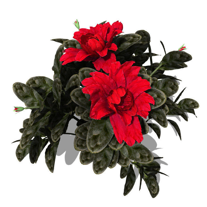 XfrogPlants Satsuki Azalea 3D model_1