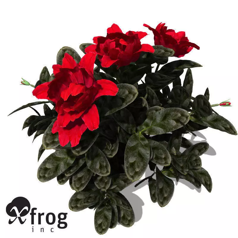 XfrogPlants Satsuki Azalea 3D model_0
