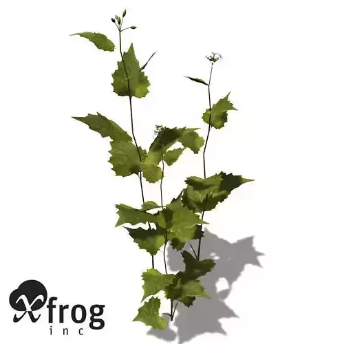 XfrogPlants Garlic Mustard