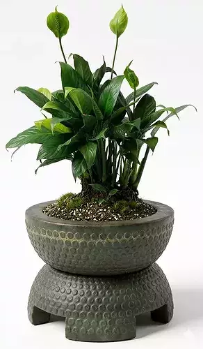 Peace Lily Vase Plant 3D Model