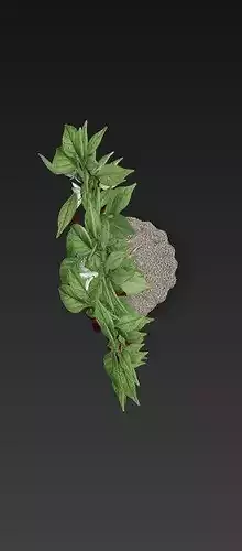 Chillies Plant 3D Model 3D print model 7