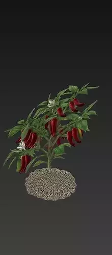 Chillies Plant 3D Model 3D print model 3