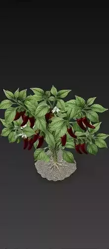 Chillies Plant 3D Model 3D print model 2
