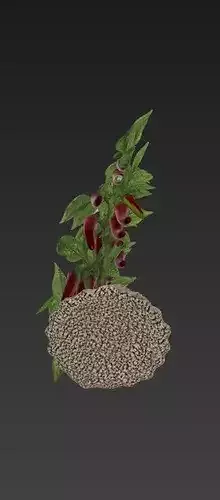 Chillies Plant 3D Model 3D print model 4