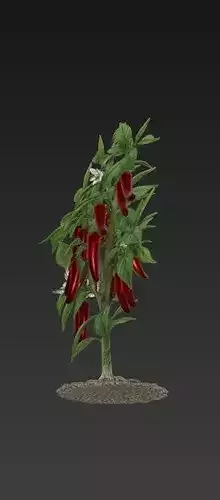 Chillies Plant 3D Model 3D print model 5
