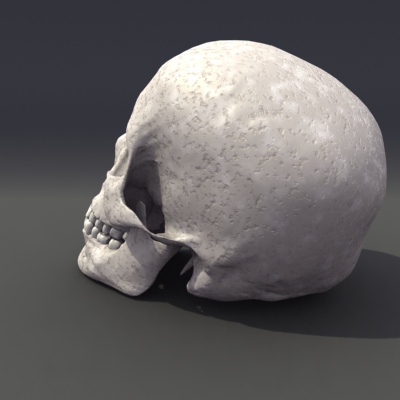 Skull Anatomy 3D model_6