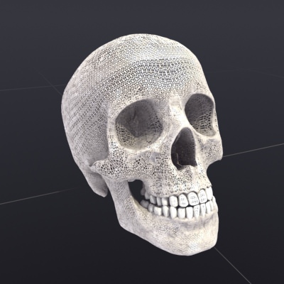 Skull Anatomy 3D model_5